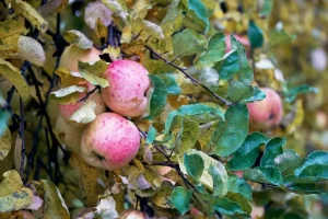 Red ripe apples growing on the tree branch in late autumn. Harvest of apples at countryside.
