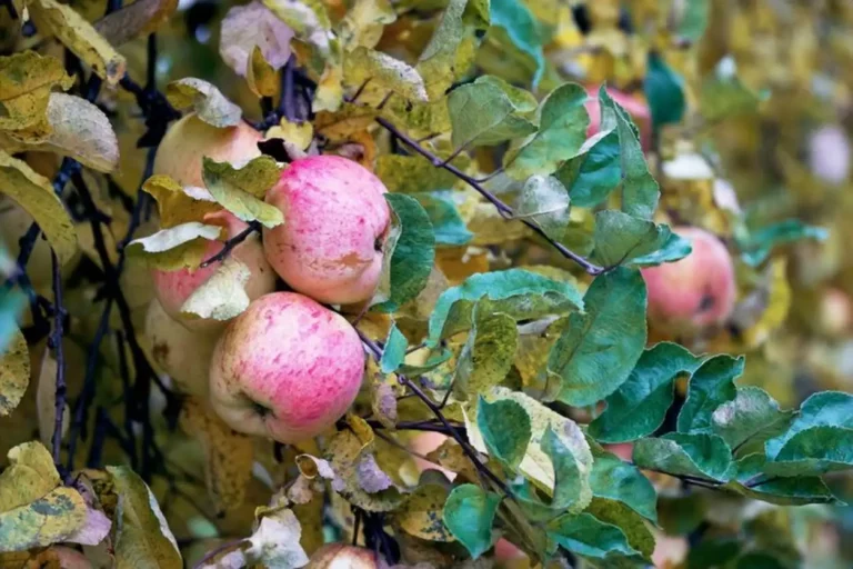 Ancienne variété de pomme : redécouvrir les trésors du verger français