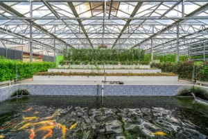 Shouguang ecological vegetable greenhouse interior scene