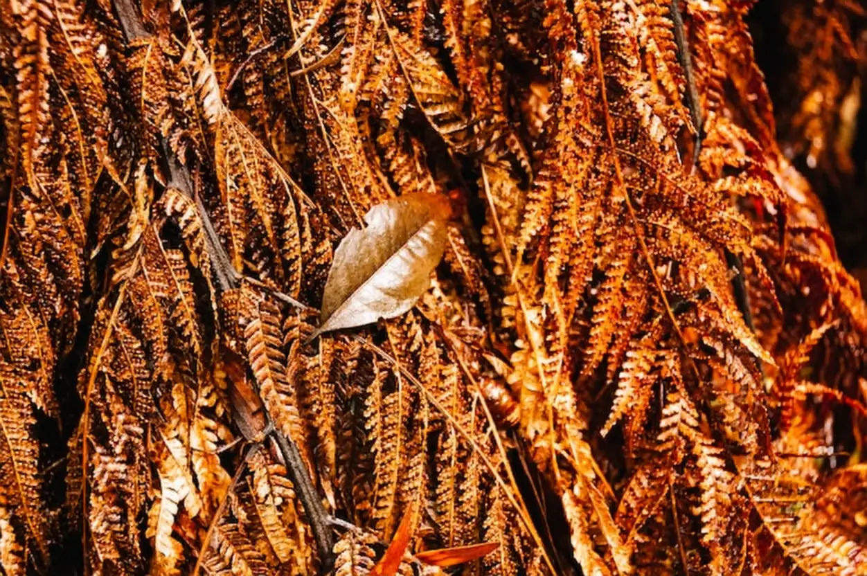 Laurier des Iroquois : un arbre rare, ornemental et durable à découvrir