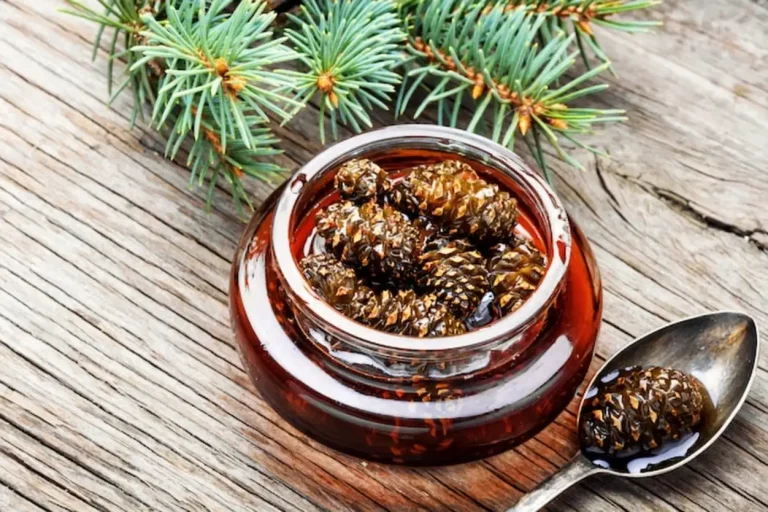 Miel de sapin : authenticité, bienfaits et usages d’un miel rare Miel de sapin : authenticité, bienfaits et usages d’un miel rare