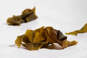 Still life of algae and moss