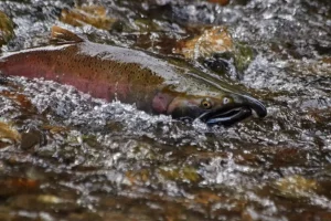 High angle view of fish in water