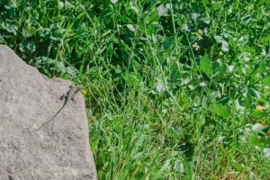European green lizard basking in the sun on top of a covered stone against a green spring meadow natural background