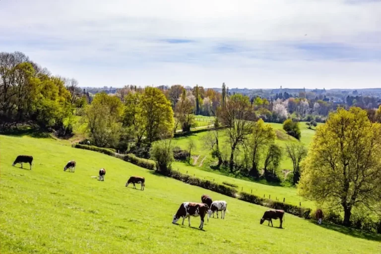La ferme biologique de Normandie : du bocage à l’assiette, une autre façon de manger la viande