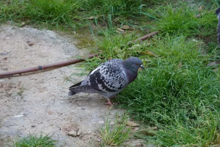 Répulsif pour les oiseaux : guide complet des solutions efficaces et écologiques