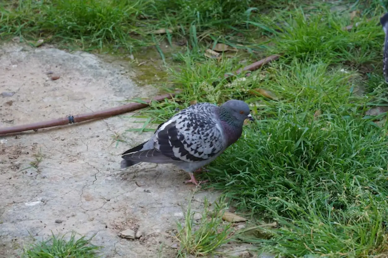 Répulsif pour les oiseaux : guide complet des solutions efficaces et écologiques