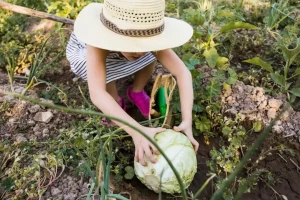 Woman wearing hat harvesting cabbage in the field