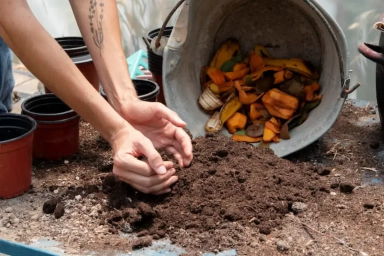 Marc de café au jardin : guide complet pour booster vos plantes… sans les abîmer