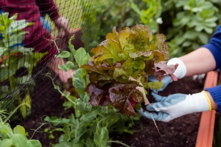 Démarrer un potager en permaculture : le guide simple et complet pour se lancer