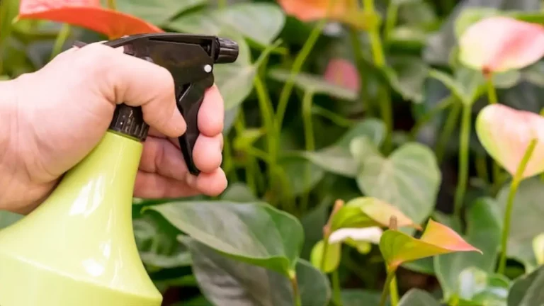 Dosage savon noir puceron : le guide complet pour un traitement efficace et naturel