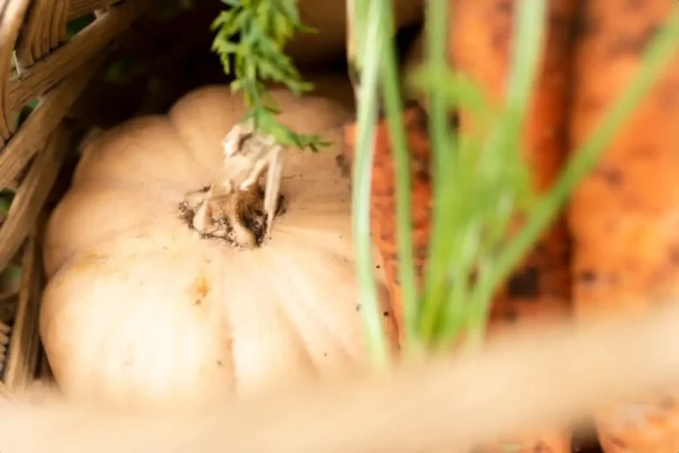 Crotte de chauve-souris : identifier le guano, dangers et utilisations au jardin
