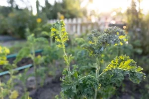 Close up of green curly kale plant in a vegetable garden