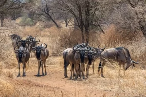 Beautiful shot of the group of African wildebeests on a grassy plain