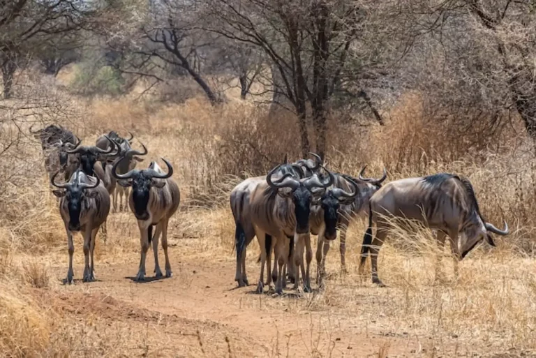 Chasse Afrique du Sud : Safari d&rsquo;exception, hébergements en lodge et aventures inoubliables