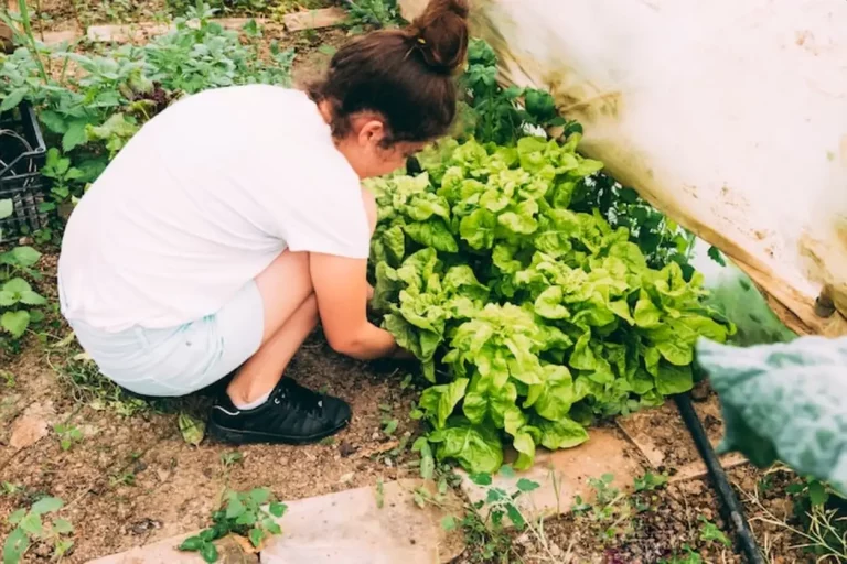 Planter des salades au potager : guide complet pour réussir vos semis et plantations