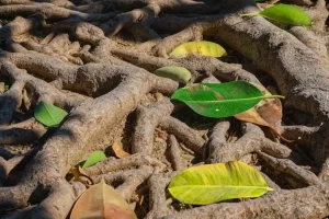 Ficus roots above the soil in the light of the golden hour Abundant plant root system forest ecosystem and environmental care