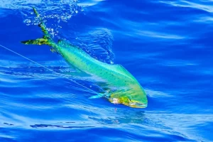 baleine bleue océan dauphin