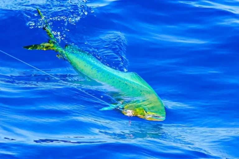 Cétacés : ces mammifères marins qui nous fascinent et nous appellent à l&rsquo;action