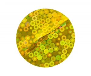 cellule autophagie recyclage lysosome