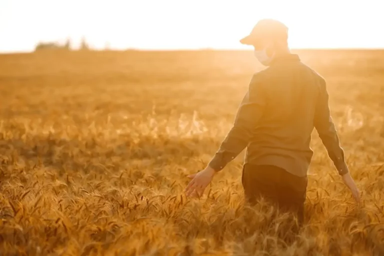Agriculture Bio en 2026 : Révolution Verte, Défis et Solutions pour une Alimentation Durable