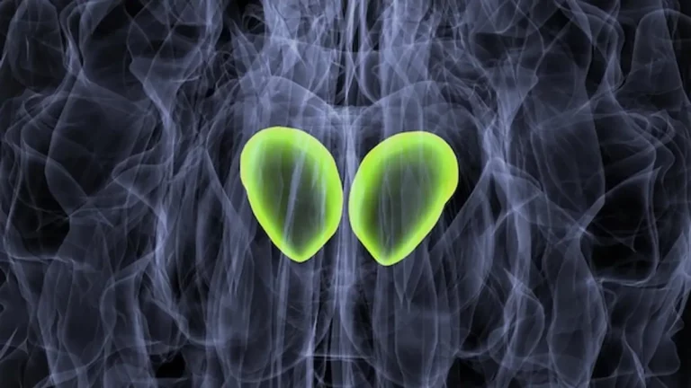 Le foie repousse-t-il ? La vérité scientifique sur sa régénération incroyable et comment la soutenir au quotidien