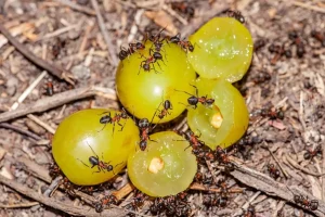 fourmis maison vinaigre citron naturel