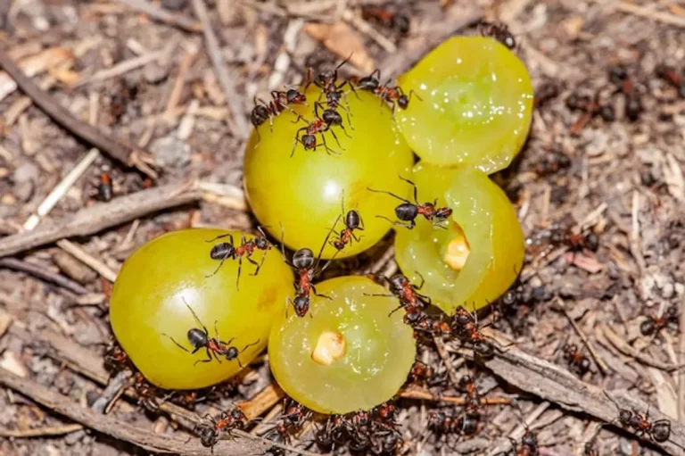 Anti-fourmis naturel : 10 solutions éprouvées pour éloigner les fourmis sans chimie