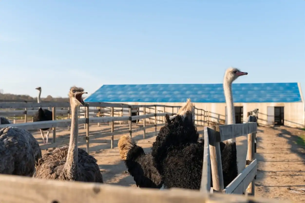 Volière photovoltaïque : la révolution agrivoltaïque pour un élevage avicole durable et rentable