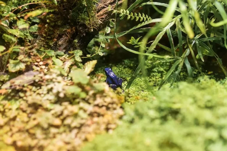 Natura 2000 : comment l&rsquo;Europe protège sa biodiversité en associant les acteurs locaux