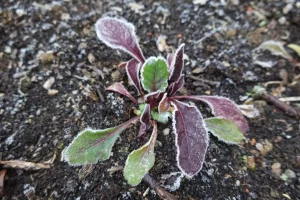 semis épinards hiver potager