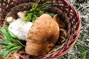 champignon shiitake frais forêt