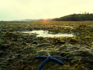chlordécone bananeraie Antilles pollution sol
