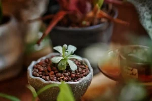 marc café plantes jardin
