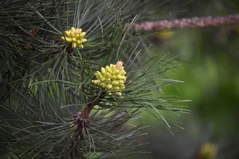 Nématode du pin : la menace invisible qui ronge nos forêts et comment la contrer efficacement