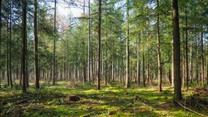 Forêt