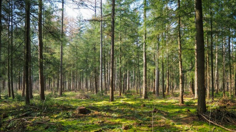 Reforestation : une solution concrète pour le bilan carbone