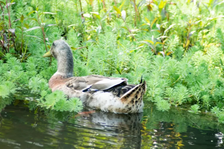 Que mangent les canards ? Mon observation des régimes variés par saison