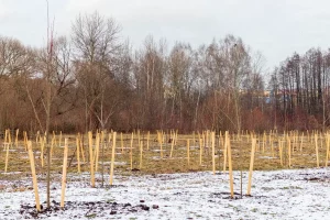 champ de poireaux hiver