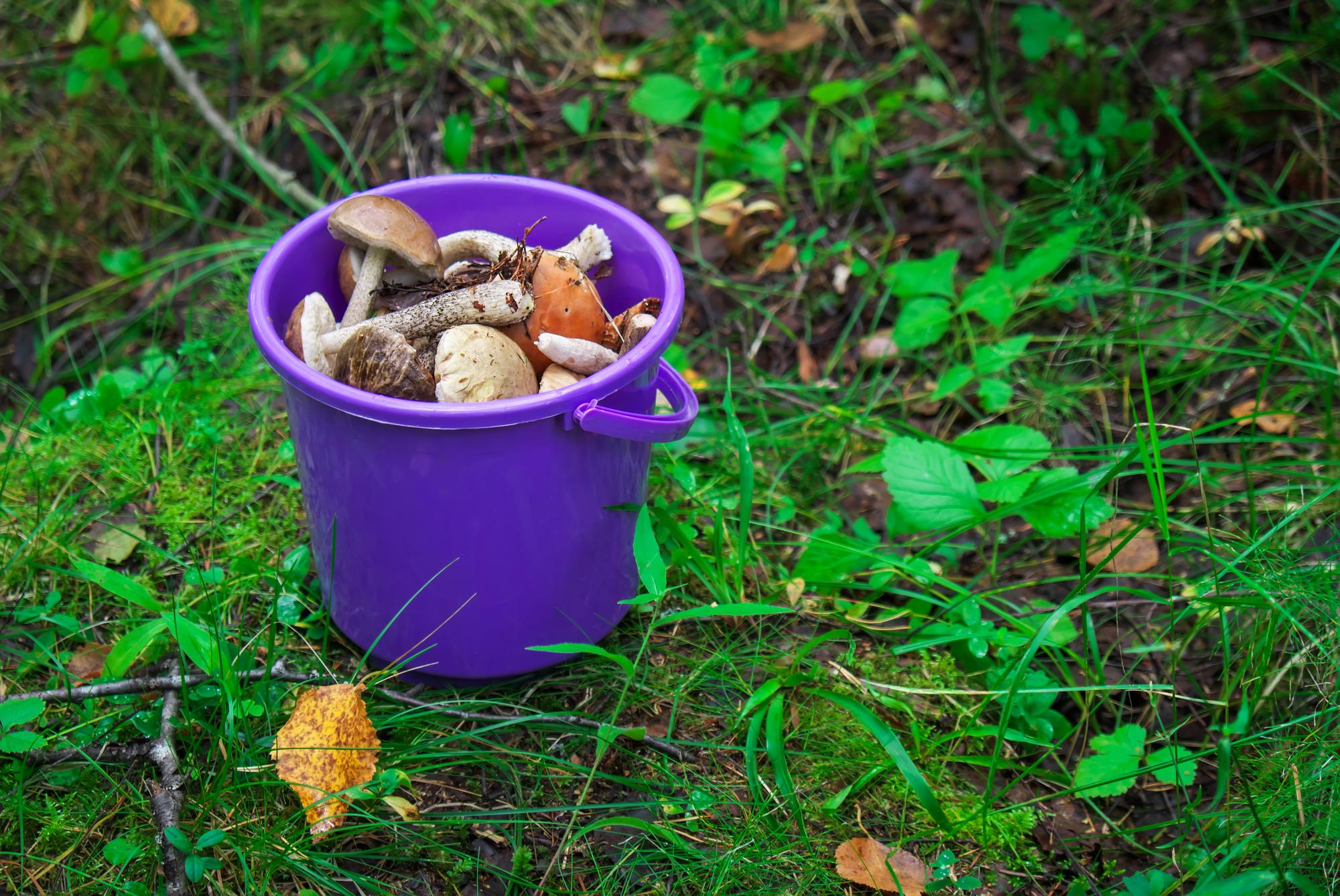 Pourquoi les moucherons envahissent-ils votre composteur ?