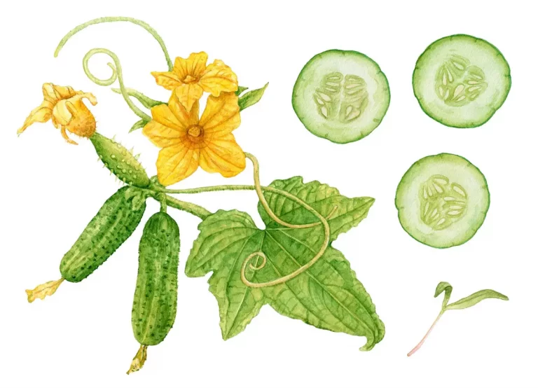 Pourquoi le concombre embrouille fruits et légumes