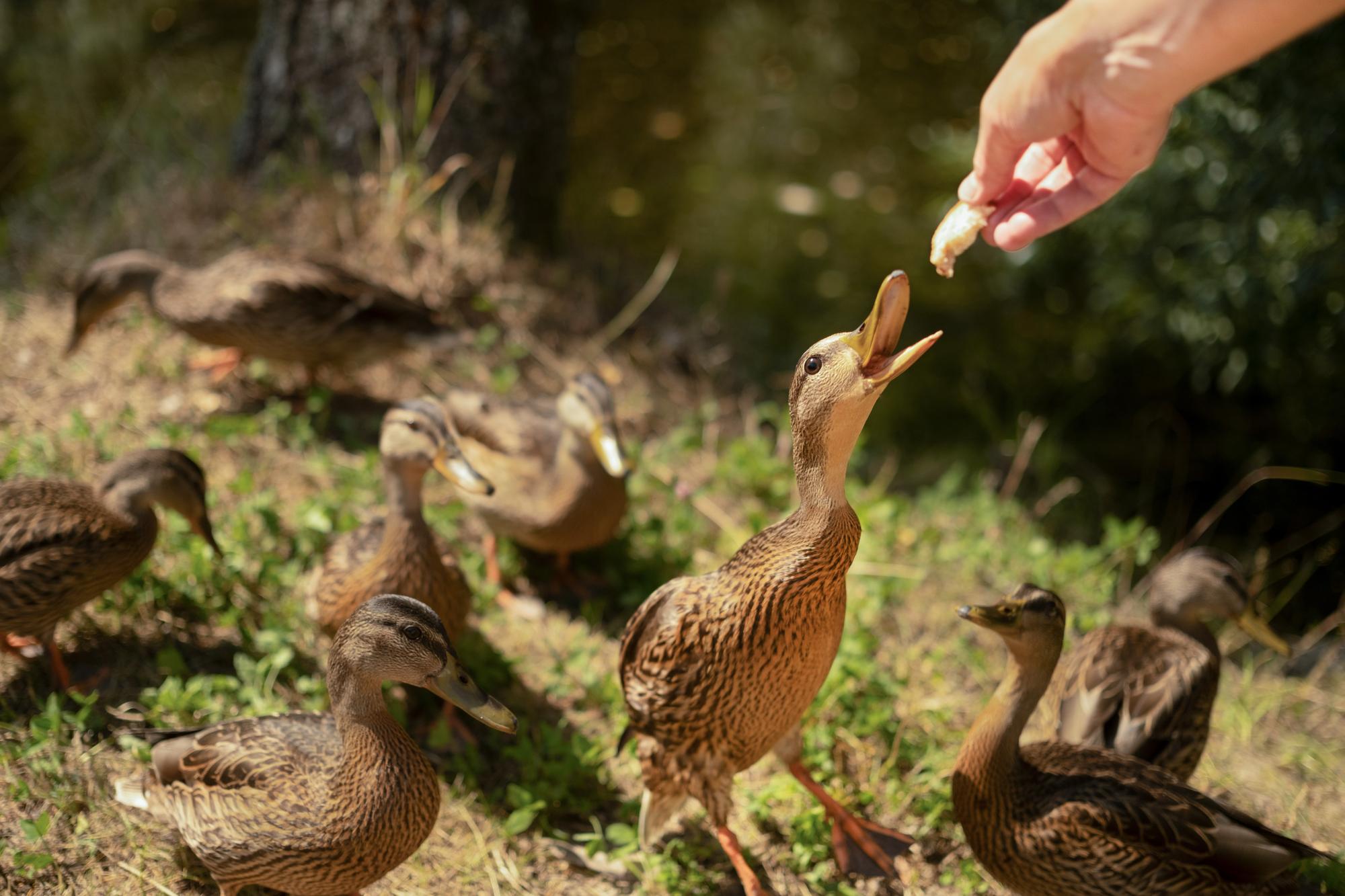 Les trois grandes familles de canards et leurs préférences alimentaires