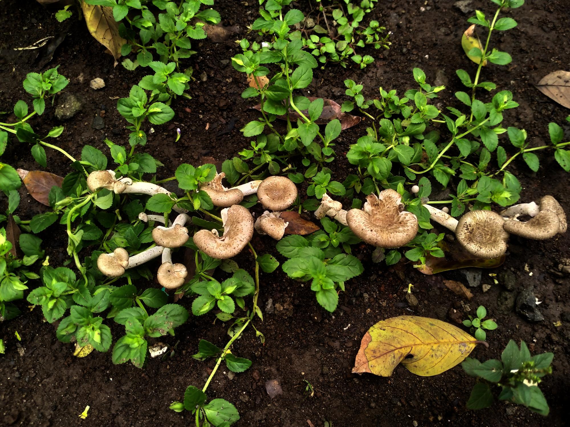 Les vrais dangers du vinaigre blanc au jardin