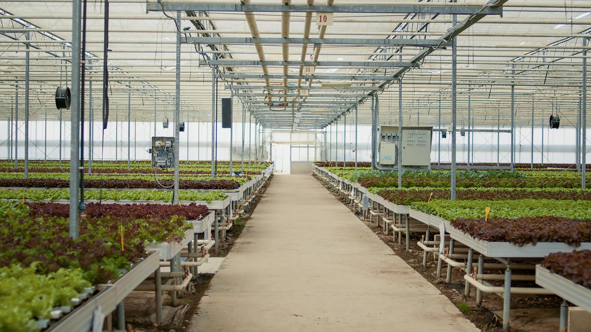 Pourquoi choisir la micro-irrigation sous serre ?