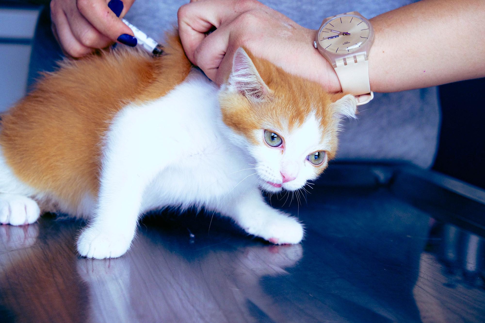 Pourquoi le vinaigre blanc repousse-t-il les puces chez le chaton ?