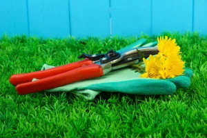 taille haie jardin printemps outils