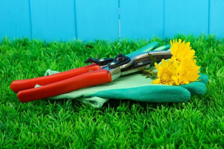 Tailler sa haie au bon moment protège nature et plantes