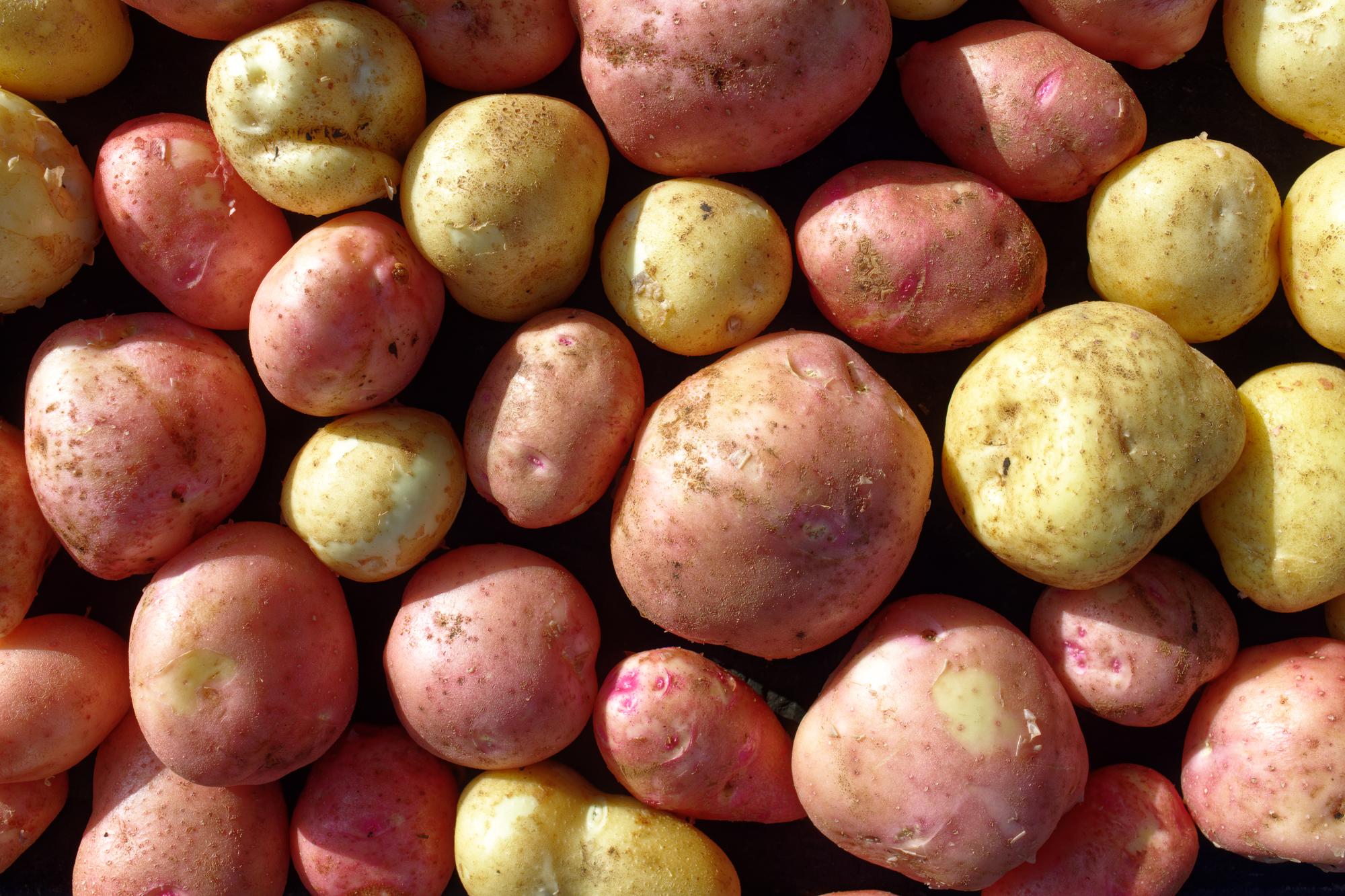 Les grandes familles de variétés de pommes de terre