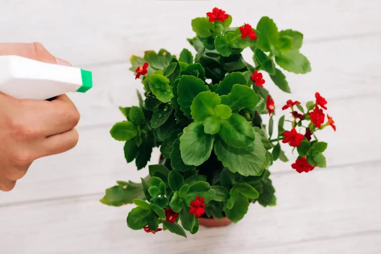 Le vinaigre blanc chasse-t-il vraiment les pucerons du jardin ?