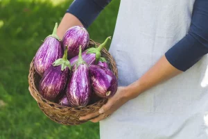 aubergines marche ete